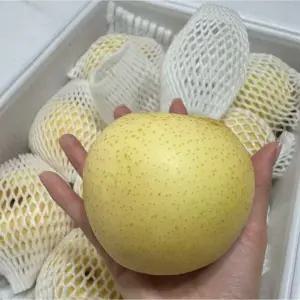 갓 출하 중인 황금배 당도 높고 과즙이 넘치는 명품배