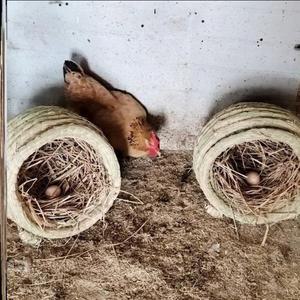 닭둥지 산란통 닭집 부화장 사육장 지푸라기 밀짚