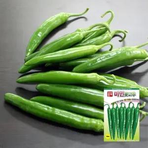 고추씨앗 미인풋고추 · 100립x3 장과형 풋고추 · 전문 농사용종자(AS)