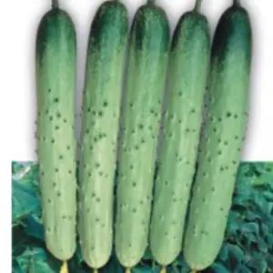 오이씨앗 50립 채소종자 백다다기오이종자 오이씨50립 (WFKBY5W)