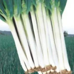 채소재배씨앗 3000립 채소 식물씨앗종자 식물 대파씨앗 종자 (WFKBY6G)