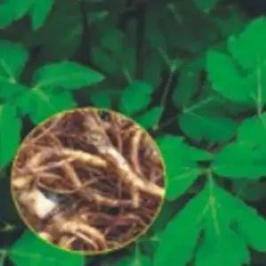 1200립 토당귀작물종자 1200립참당귀품종 참당귀씨앗 토당귀종자 (WFKBYOG)