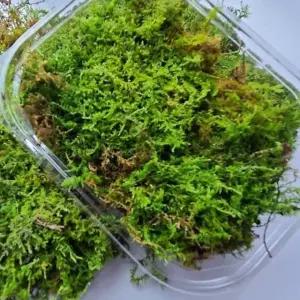 코케다마덩쿨 1팩 인삼 덩쿨 이끼 덩쿨형코케다마 인삼이끼식물 (WFKBYS6)