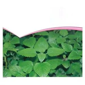 레몬향 허브씨앗 레몬밤 허브종자