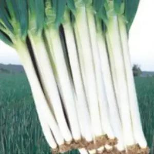 채소재배씨앗 3000립 채소 식물씨앗종자 식물 대파씨앗 종자 (WFKBY6G)