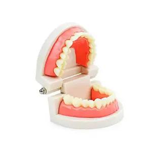 양치 모형 치아 이빨모형 교육용 치아모형양치교구 치아모형양치교구