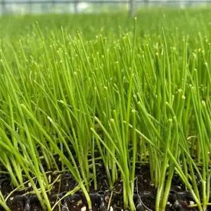 조선 대파 모종 조선대파 파모종 대파모종 대파 키우기