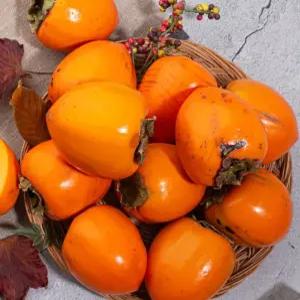 고당도 경남 하동 대봉감 (홍시용) 5kg