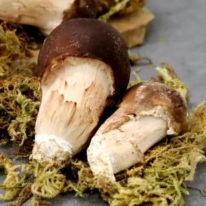 쫄깃하고 향이 좋은 참송이버섯 못난이 1kg(소)