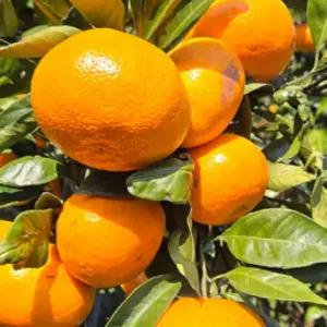 감귤 제주 위미 10kg 고당도귤 서귀포 효돈 노지 조생 [P6113V]