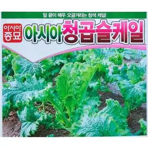 청색 곱슬 케일씨앗 10g