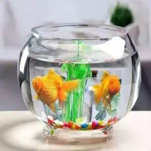 중형 가정용 물고기 소형 둥근 원형유리어항 금붕어 세트