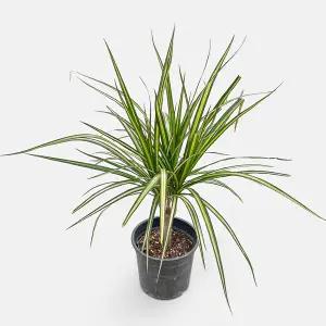 마이플랜트 드라세나 마지나타 중형 2개 공기정화식물 실내화초 반려식물 홈가드닝