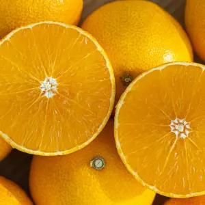 천혜향 제주 과일 10~12과 3kg 중과 프리미엄 고당도 가정용 선물용