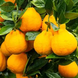 한라봉 제주 과일 8~9과 3kg 대과 프리미엄 고당도 가정용 선물용