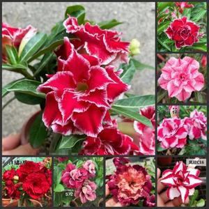 아데니움 오베숨 -- 사막의 장미