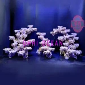 어항 성형락 돌