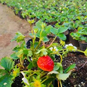 [하라네]킹스베리 딸기 모종 화분 딸기키우기 5개