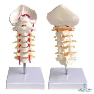 -유연한 경추모형 AK72 골격모형 분리가능 경추