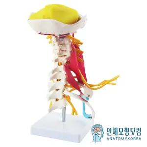 -유연하게 움직이는 경추모형 근육포함 신경포함 AK73 골격모형 실제사이즈