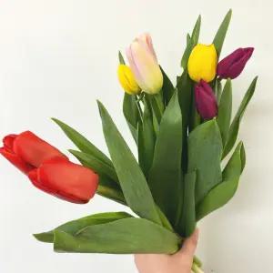 생화 랜덤색상 튤립 한송이 꽃다발 꽃배달 싼곳 양재꽃시장