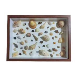 박제 표본 액자 전시 조개 기념 보관 박물관 인테리어