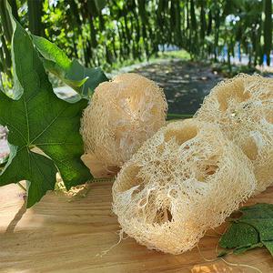 대한민국 국내산 천연수세미농장 디엠지팜 -무포장 낱개가격 / 5~10cm 원통 /넓적하게 최적화 /못난이