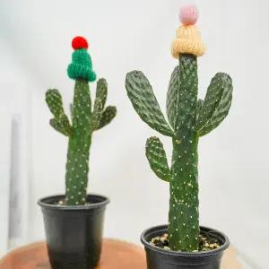 갑조네 만세선인장 소품