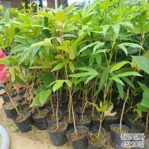 황칠나무 묘목 60cm전후 포트묘 약용수 특용수 정원수 조경수 노지월동 상록활엽수 황칠 (목하원예조경)