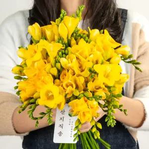 프리지아 프리지어 꽃다발 한단 생화택배 1단 30송이 50송이