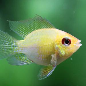 NP 골든볼 라미네지 2마리