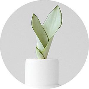 산세베리아/문샤인/미니화분/화분선물/공기정화식물/플랜테리어