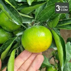 [롯데백화점]삼촌밥먹자 귤의 고향 제주 타이백 감귤(로얄과) 2.5kg