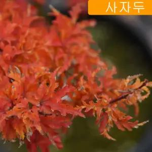 사자두 단풍나무 접목 1년생 특묘 사자머리 단풍 묘목 정원조경 관상수 (목하원예조경)