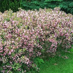 [같이가치농원]무늬병꽃 개화주 신품종 병꽃나무 묘목 정원용 관목 조경수 노지월동 봄꽃나무