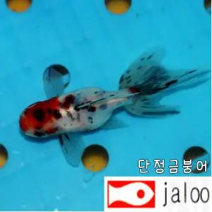 생먹이 자루 동금 금붕어 1마리  수족관 어항 물고기 키우기