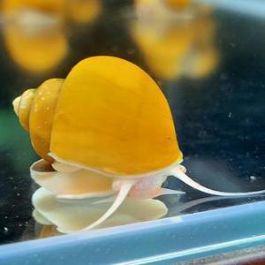 애완  관상용 애플스네일 1마리 키우기