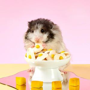 YEE 산양유 계란후라이 50g (YQM-1271) /햄스터/영양간식