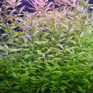 하이그로필라 폴리스페르마 수중엽 5촉 수초 어항 수족관