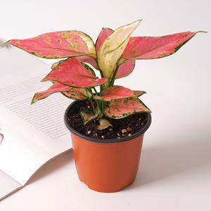 아글레오네마 엔젤 키우기쉬운 식물 실내공기정화식물 몬스테라 소형 모종 포트