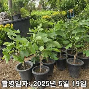 [나무생각]착한가격 나무생각 / 무화과나무 / 승정도후인 / 3년생 / 결실주