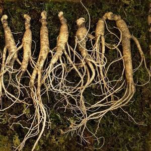 산양삼 장뇌삼 7년근20뿌리