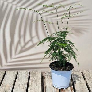 이삭모종 아스파라거스 나누스  - 아스파라거스 펀 공기정화식물 인테리어화분