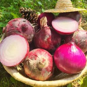 국내산 무안 신선한 햇 자색양파 적양파 5kg 10kg
