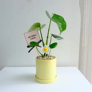 공기정화식물 몬스테라 엘로우 화분 13cm 스마일꽃 픽 - 승진 개업 축하화분