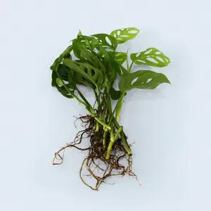 몬스테라 아단소니 세척 모종 소형 수경재배 식물 키우기쉬운 인테리어 실내공기정화 식물