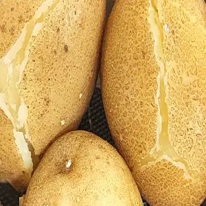 강원도 제철 햇감자 수미감자 왕특 (야구공 크기) 5kg