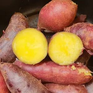 해남 밤 고구마 5kg 대 20 25년 햇고구마 흙고구마 진율미 고구마 한박스 햇밤고구마 퍽퍽한밤고구마