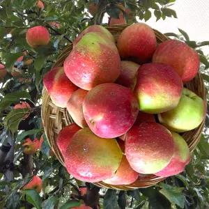 25년 햇사과 루비에스 맛있는미니사과 2KG 3KG 사과 맛난사과 햇홍로 시나노골드