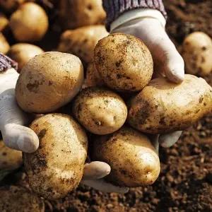 이맛난 햇감자 5kg 왕특